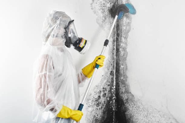 Best Forensic Mold Investigation  in Crested Butte, CO