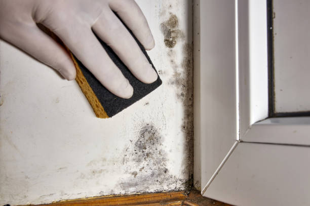 Best Industrial Mold Remediation  in Crested Butte, CO